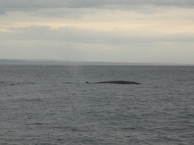 Whale at Cap du Bon Désir.jpg